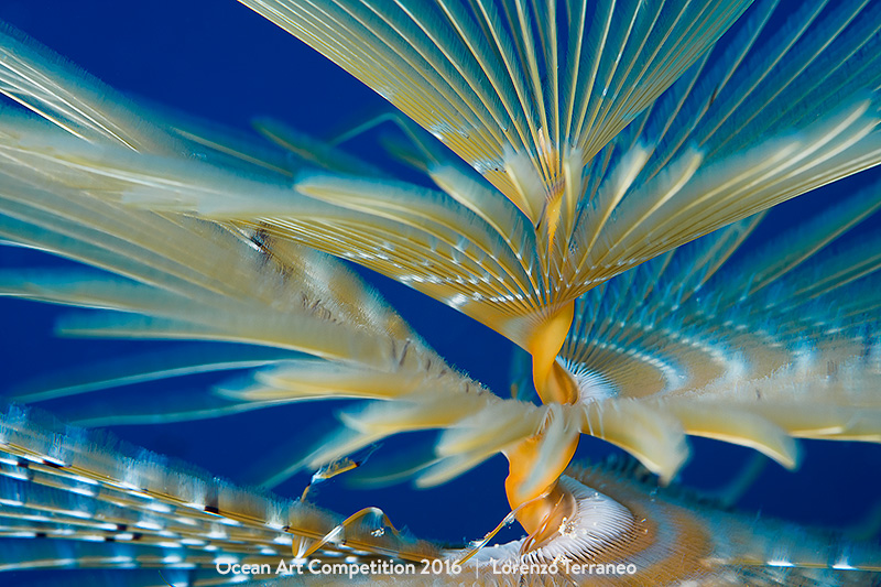 Illustration for article titled The Best Underwater Photographs of 2016 Are Out of This World